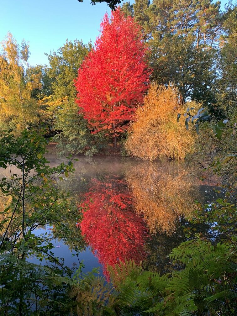 Reflets colorés d'un automne à Savenay