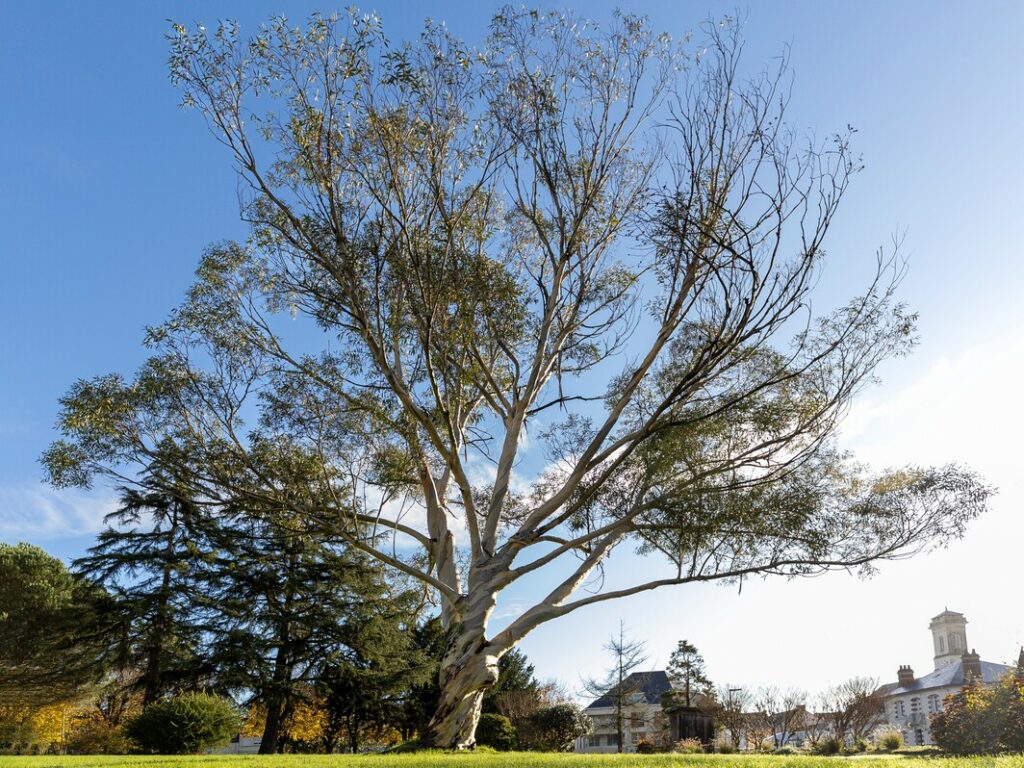 Eucalyptus camaldulensis