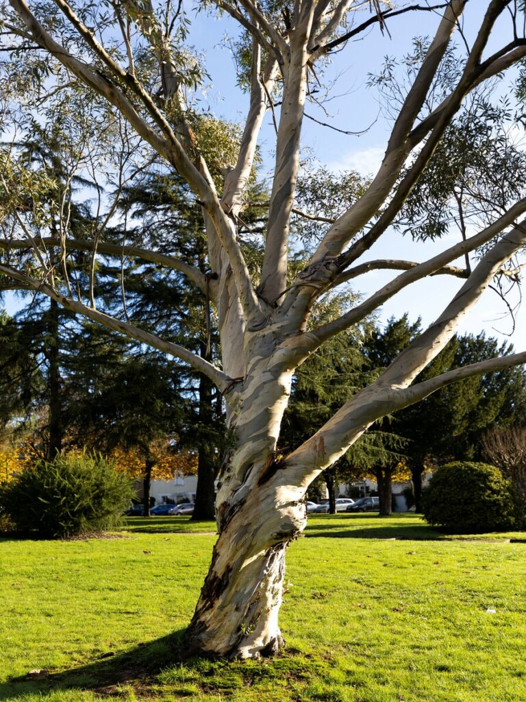 Eucalyptus camaldulensis