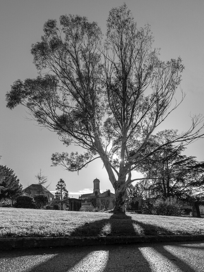 Eucalyptus camaldulensis