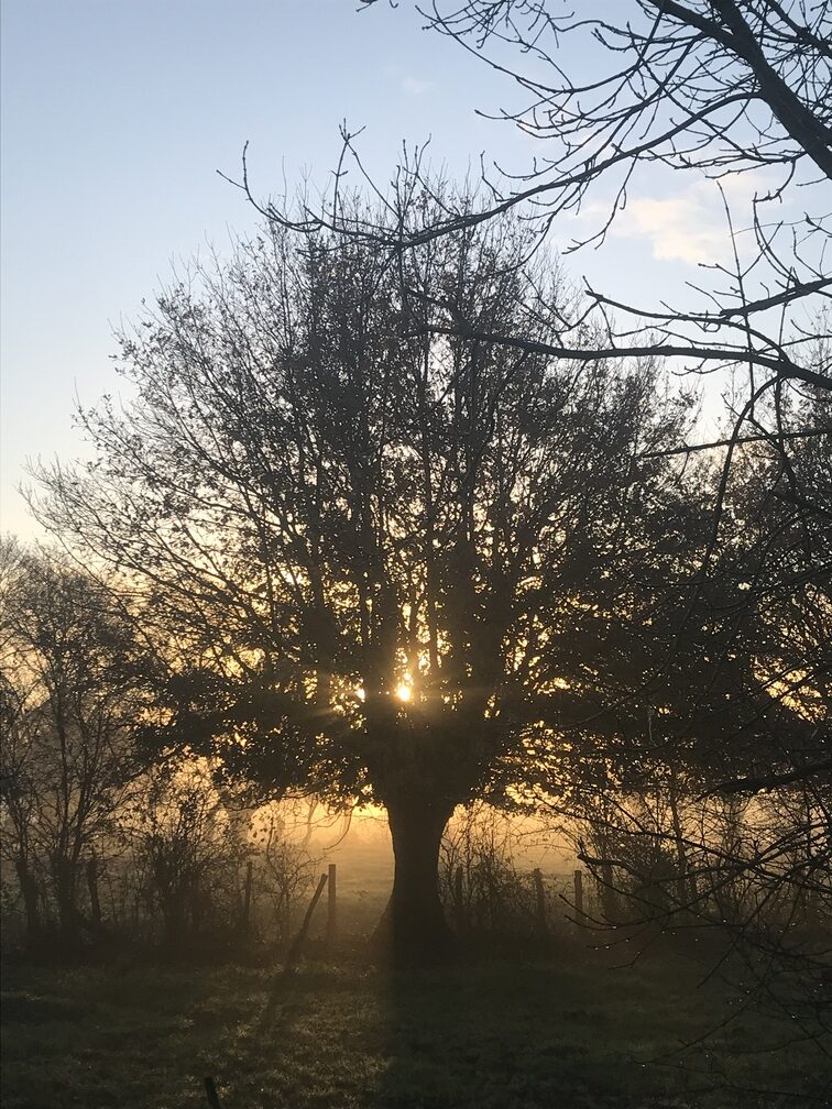 Dans les marais de Cordemais derrière l'Audiais 
