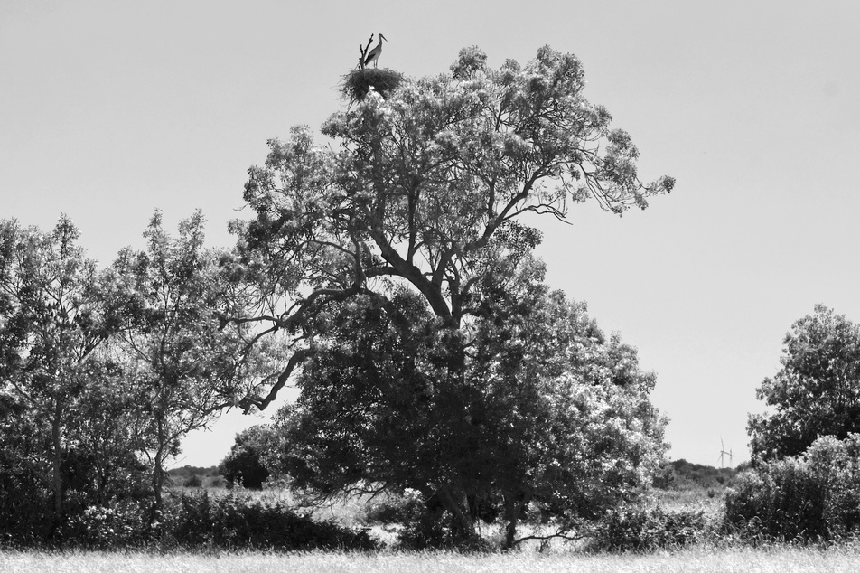 Cigogne du marais