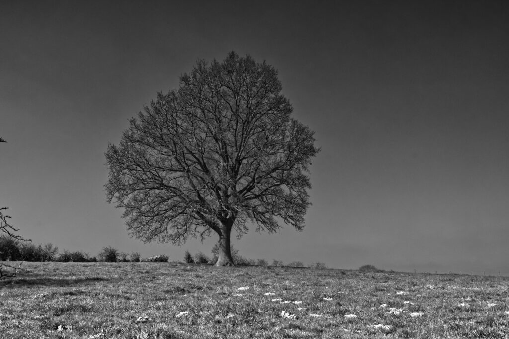 Le Roi de la prairie
