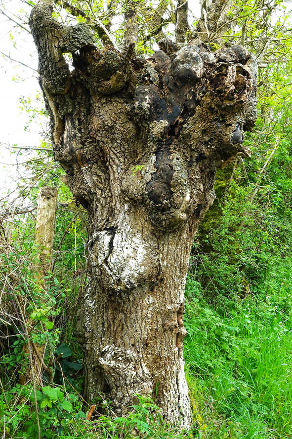 L’arbre transformiste - Première impression