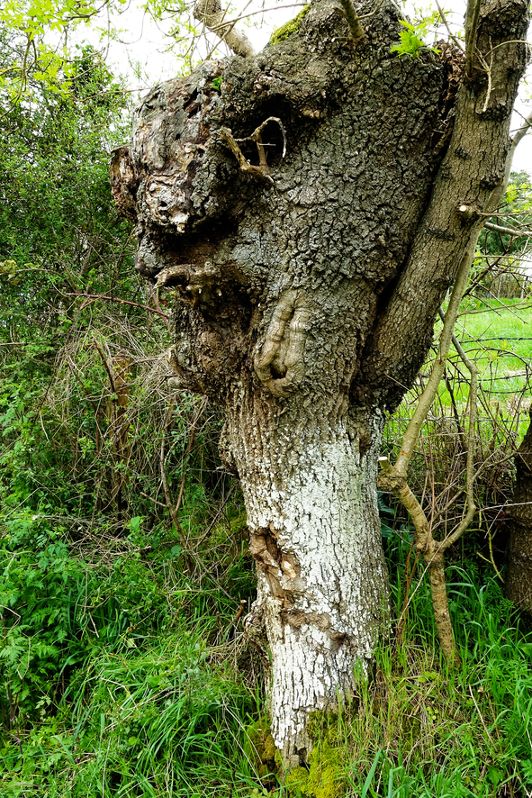 L’arbre transformiste - Nouvel aspect