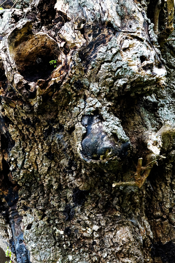 L’arbre transformiste - En plan serré
