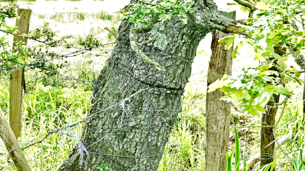 L'arbre torturé
