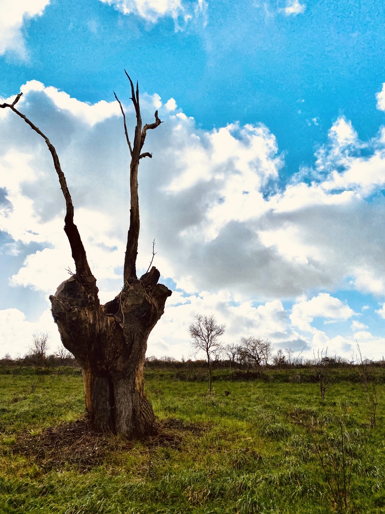 Arbre à cornes
